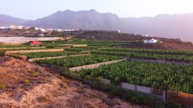 Güzel kanarya tarlası üzerinde kuş gözü uçuşu. Bahar mevsiminde yeşil muz ağacı yetiştirme arazisinin hava aracı görüntüsü.