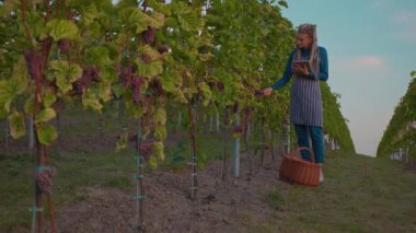 Gülümseyen genç çiftçi kadın üzüm bağında tablet bilgisayar kullanıyor. Güneşli bir sonbahar günü tarım endüstrisi. Tarım güzelliğini kontrol eden asma.