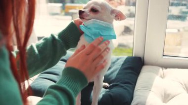Koronavirüsü önlemek için köpek yavrusu Chihuahua köpeğine koruyucu tıbbi maske takan genç bir kadın. Sürpriz köpek yavrusu. Ev hayvanı bakımı. Salgın. Evde kal..