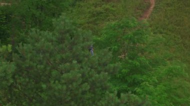 Yeşil tepelerde birlikte yürüyüş yapan genç çiftin Sibirya köpeğini götürüşünün havadan görüntüsü. Yaz yürüyüşü. Turizm. Eğlence etkinliği.