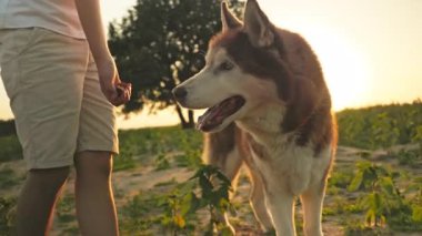 Mutlu çocuk ayçiçeği tarlasında evcil hayvanıyla oynuyor. Küçük tatlı oğlu köpeğini doğada eğitiyor. Öğrenme kavramı.