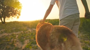 Güzel büyük köpek ve küçük çocuğun tarlada ayçiçekleriyle yürüdüğü arka plan görüntüleri. Hayvanı okşayan adamın yatay görüntüsü. Açık havada. Yaz, akşam, gün batımı. Köy manzarası