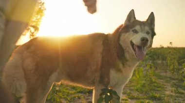Güzel bir evcil hayvanla yürüyen beyaz çocuğu vurmak. Güzel Husky 'nin dışarıda bir adamla oynarken çekilmiş yakın çekim görüntüleri. Köy manzarası. Yatay görüş. Şehir dışında. Gün batımında akşam. Açık hava.