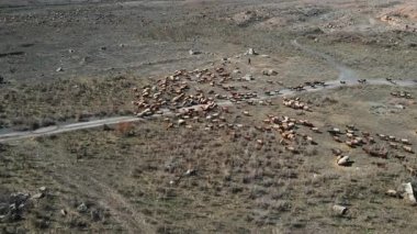 Uçan dağ manzaralı, pofuduk beyaz koyun sürüsü otlayan doğal çiftlik manzarası. Harika bir uçuş. İHA ateşi.
