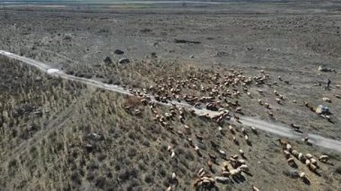 Uçağı kayalık çöl üzerinde uçuyor. Garip, tüylü, yabani koyunlar dışarıda otluyor. Naturem vahşi yaşamı ve hayvanları.