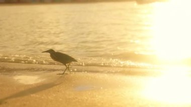 Gün batımında sakin bir sahil kıyıda yürüyen bir kuşu gösteriyor. Sıcak güneş dalgaları yansıtır ve sakin bir alacakaranlık sahnesi yaratır.