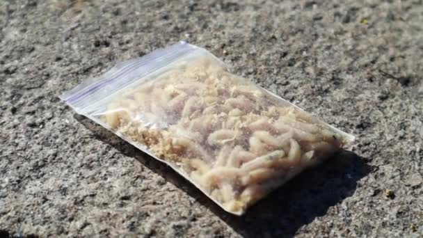 Saco Transparente Fechado Com Larvas Capturadas Larvas Mosca Branca Muitas — Vídeo de Stock