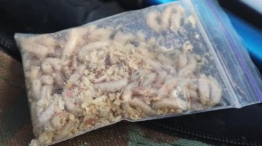 Beyaz sinek larvalarıyla dolu şeffaf bir çanta. Birçok solucan larvası güneşte, doğada parıldıyor. Yem. Balık tutmaya. Konteynırda larvalar, yem balıkçılığı. Larva sinek avında kullanılır.