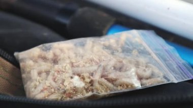 Canlı larvalarla dolu şeffaf bir çanta. Beyaz solucan larvaları hareket eder, talaş torbasında sürünürler, güneşte parıldarlar. Balıklar için yem. Balık tutmaya. Lezzetli kurtçuklar yakalamak için en iyi yemdir.