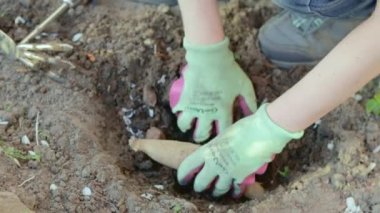 Planting a dahlia tuber in a flower garden. Working with plants in the garden. Gardening with flower tubers. Dahlia roots. Hands of a gardener in the garden in gloves. Ukraine, Kyiv - May 8, 2022