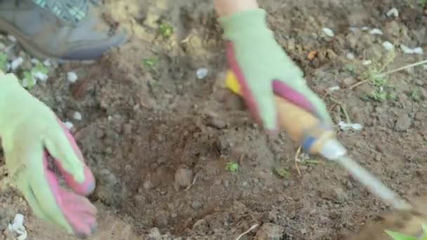 Gardener Rakes Earth Planting Gardening Womens Hands Gloves Hold Garden — Stockvideo