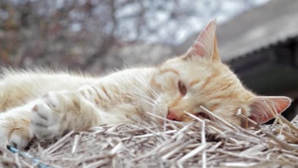 在温暖的夏日 一只红色家猫在干草中安详地休息 一只滑稽的橙色条纹猫在阳光下晒太阳 一只可爱的宠物正在春天的阳光下晒干青草 — 图库视频影像