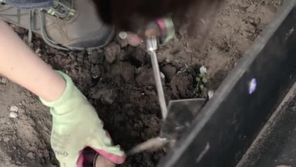 一位女园丁在花园里的地上种了一个大丽花根茎 在春天的花圃里种植一丛花 用花块茎进行园艺 Ukraine Kyiv May 2022 — 图库视频影像