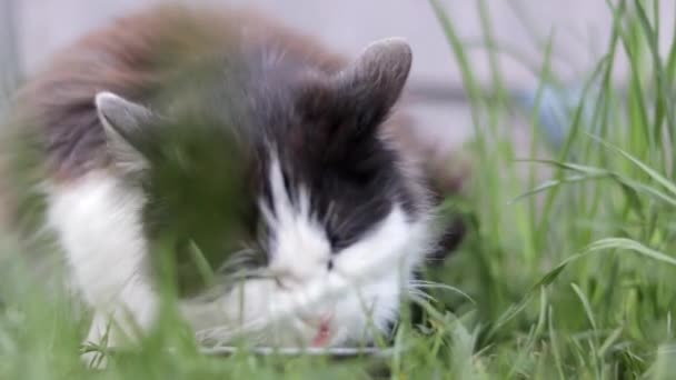 野良猫が草の中の地面にある金属製のボウルから似たような食べ物を屋外で食べる 野生野良動物の概念は 通りに住んでいる ウクライナでの戦争のために放棄されたペット2022 — ストック動画