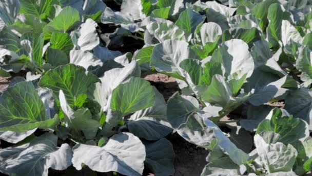White Fresh Cabbage Aggressor Grows Beds Close Shot Cabbage Spreading — Vídeo de stock