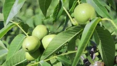 Green young walnuts grow on a tree. Variety Kocherzhenko close-up. The walnut tree grows waiting to be harvested. Green leaves background. Nut fruits on a tree branch in the yellow rays of the sun
