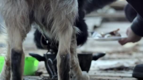 Uma Rapariga Alimenta Cão Jardim Sentado Numa Corrente Perto Celeiro — Vídeo de Stock
