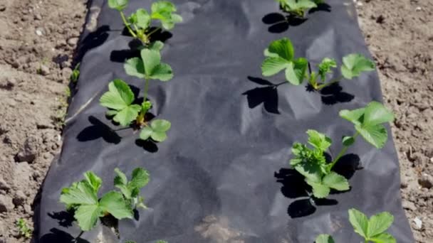 Úhledná Dlouhá Lůžka Jahod Pokrytá Černým Agrovláknem Zelená Jahodová Rostlina — Stock video