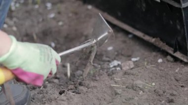Bahçıvan ekim için toprağı tırmıklıyor. Bahçede çalışmak için. Eldiven giymiş kadınların elleri bir bahçe aletini tutuyor ve toprağı gevşetiyor, bahçe bitkileriyle ilgileniyor ve onları yetiştiriyor. Bahçeye bir bitki dikin.