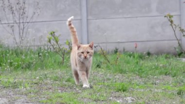 Bahçedeki yeşil çimlerin arka planında güzel kırmızı bir kedinin hareketi. Çizgili kırmızı bir kedi taze çimlerde yürüyor.