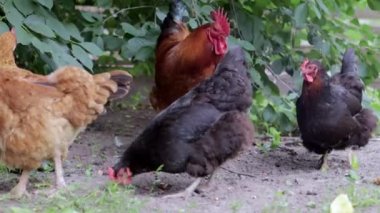 Black and red hens are looking for food in the yard. Agricultural industry. Breeding chickens. Close-up of chickens in nature. Domestic birds on a free range farm. They are playing in the yard