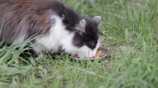 Уличная Бродячая Кошка Ест Похожую Пищу Металлической Миски Земле Траве — стоковое видео