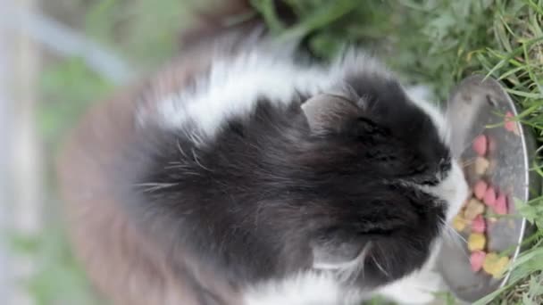 Street Stray Cat Eats Similar Food Metal Bowl Ground Grass — Vídeos de Stock