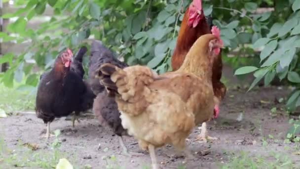 Черные Красные Курицы Ищут Еду Дворе Сельскохозяйственная Промышленность Разводят Кур — стоковое видео
