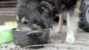 A hungry big dog on a chain near the barn eats food from a bowl. View from the bottom. Muzzle close-up. Close portrait of a guard dog on a chain. Sunny day outdoors