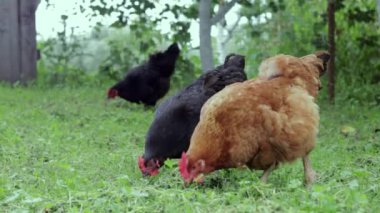 Bahçedeki kırmızı tavuklar yiyecek arıyorlar. Tarım endüstrisi. Tavuk yetiştiriyorum. Doğada kırmızı bir tavuğun yakın çekimi. Serbest çiftlikteki evcil kuşlar. Bahçede yürü.