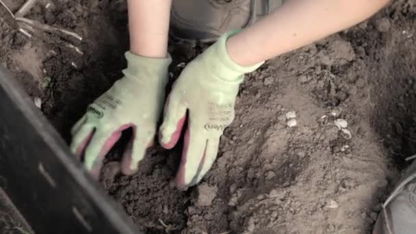 Uma Mulher Jardineira Planta Rizoma Dahlia Chão Jardim Plantando Tubérculo — Vídeo de Stock