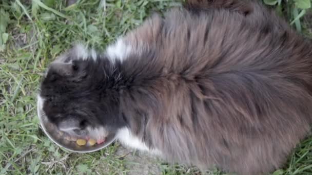 一只流浪猫在户外的草地上吃着类似的金属碗里的食物 流浪野生动物生活在街头的概念 乌克兰2022年战争中被遗弃的宠物 — 图库视频影像