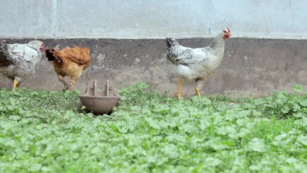 Çiftlikteki Tavuklar Kümes Hayvanları Konsepti Beyaz Açık Havada Başıboş Tavuk — Stok video