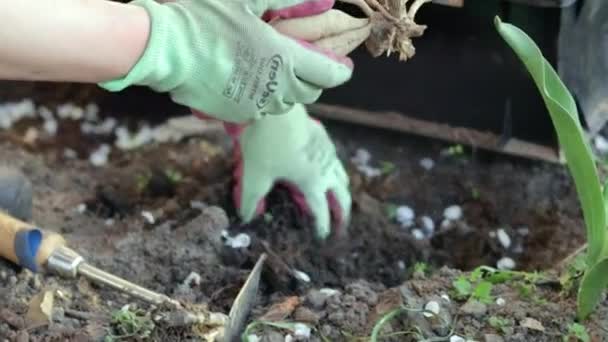Μια Γυναίκα Κηπουρός Φυτεύει Ένα Ρίζωμα Ντάλια Στο Έδαφος Έναν — Αρχείο Βίντεο