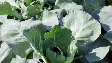 White fresh cabbage Aggressor grows in the beds. Close-up shot. Cabbage with spreading leaves ripens in the garden. Cultivation of cabbage. Cabbage hybrid for fresh use