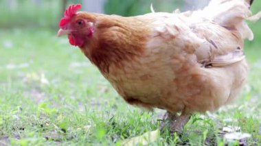 Bahçedeki kırmızı tavuklar yiyecek arıyorlar. Tarım endüstrisi. Tavuk yetiştiriyorum. Doğada kırmızı bir tavuğun yakın çekimi. Serbest çiftlikteki evcil kuşlar. Bahçede yürü.