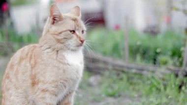 In summer, a red cat plays in the garden. A beautiful tabby cat playing with a small mouse in the street. Close