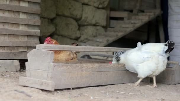 Białe Czerwone Kurczaki Szukają Jedzenia Podwórku Stary Drewniany Podajnik Kurczaków — Wideo stockowe