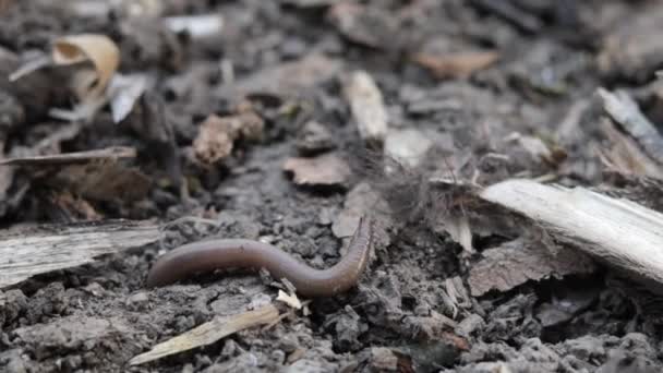 One Large Earthworm Freshly Dug Soil Insects Close Terrestrial Invertebrate — Stock Video