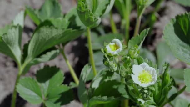 Jarní Kvetoucí Jahody Rostou Zahradě Letní Bílé Jahodové Květiny Jahodová — Stock video