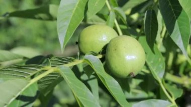 Green young walnuts grow on a tree. Variety Kocherzhenko close-up. The walnut tree grows waiting to be harvested. Green leaves background. Nut fruits on a tree branch in the yellow rays of the sun