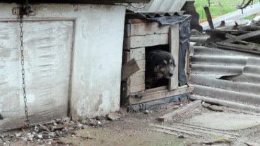 Zincirli büyük siyah aç bir köpek kulübeden çıkar ve bahçede koşar. Bahçede tasmalı güzel bir kırma köpek. Sıcak bir yaz gününde evcil hayvan bağlanmış.