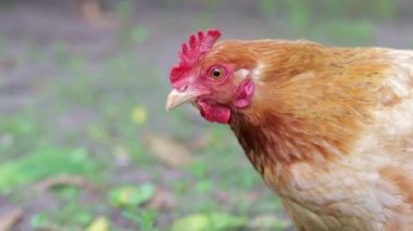 Bahçedeki kırmızı tavuklar yiyecek arıyorlar. Tarım endüstrisi. Tavuk yetiştiriyorum. Doğada kırmızı bir tavuğun yakın çekimi. Serbest çiftlikteki evcil kuşlar. Bahçede yürü.