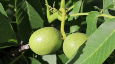 Green young walnuts grow on a tree. Variety Kocherzhenko close-up. The walnut tree grows waiting to be harvested. Green leaves background. Nut fruits on a tree branch in the yellow rays of the sun