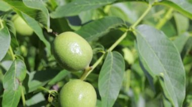 Green young walnuts grow on a tree. Variety Kocherzhenko close-up. The walnut tree grows waiting to be harvested. Green leaves background. Nut fruits on a tree branch in the yellow rays of the sun
