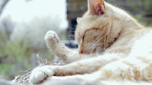 一只红色家猫的特写镜头 在温暖的夏日里舔爪子 在干草中洗脸 在街上躺着一只滑稽的桔黄色的肥猫 一只可爱的宠物正在阳光下晒太阳 — 图库视频影像
