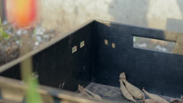 Schwarze Plastikboxen Mit Dahlienblütenwurzeln Knollen Trocknen Der Sonne Aus Knollen — Stockvideo