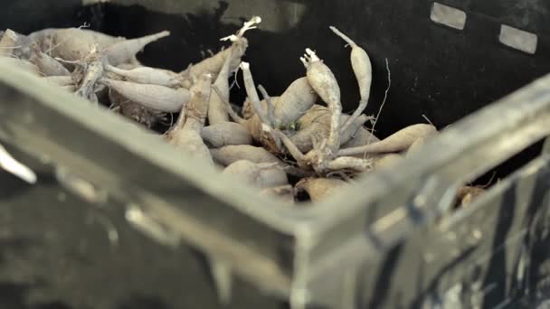 Les Gros Tubercules Dahlia Avec Tiges Séchées Sont Empilés Dans — Video