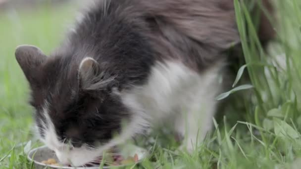 一只流浪猫在户外的草地上吃着类似的金属碗里的食物 流浪野生动物生活在街头的概念 乌克兰2022年战争中被遗弃的宠物 — 图库视频影像