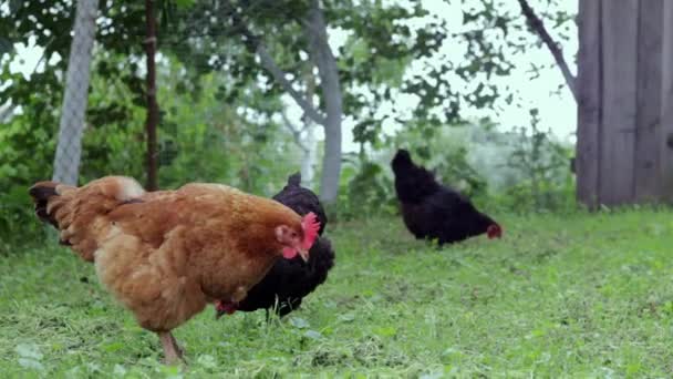 Черные Красные Курицы Ищут Еду Дворе Сельскохозяйственная Промышленность Разводят Кур — стоковое видео
